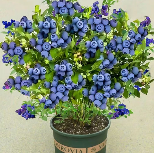 Giant Blueberry Fruit Seeds|š« Flat 50% Savingš«