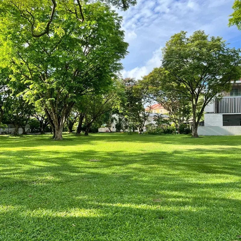 Naturixy™️Evergreen Dwarf Grass Seed